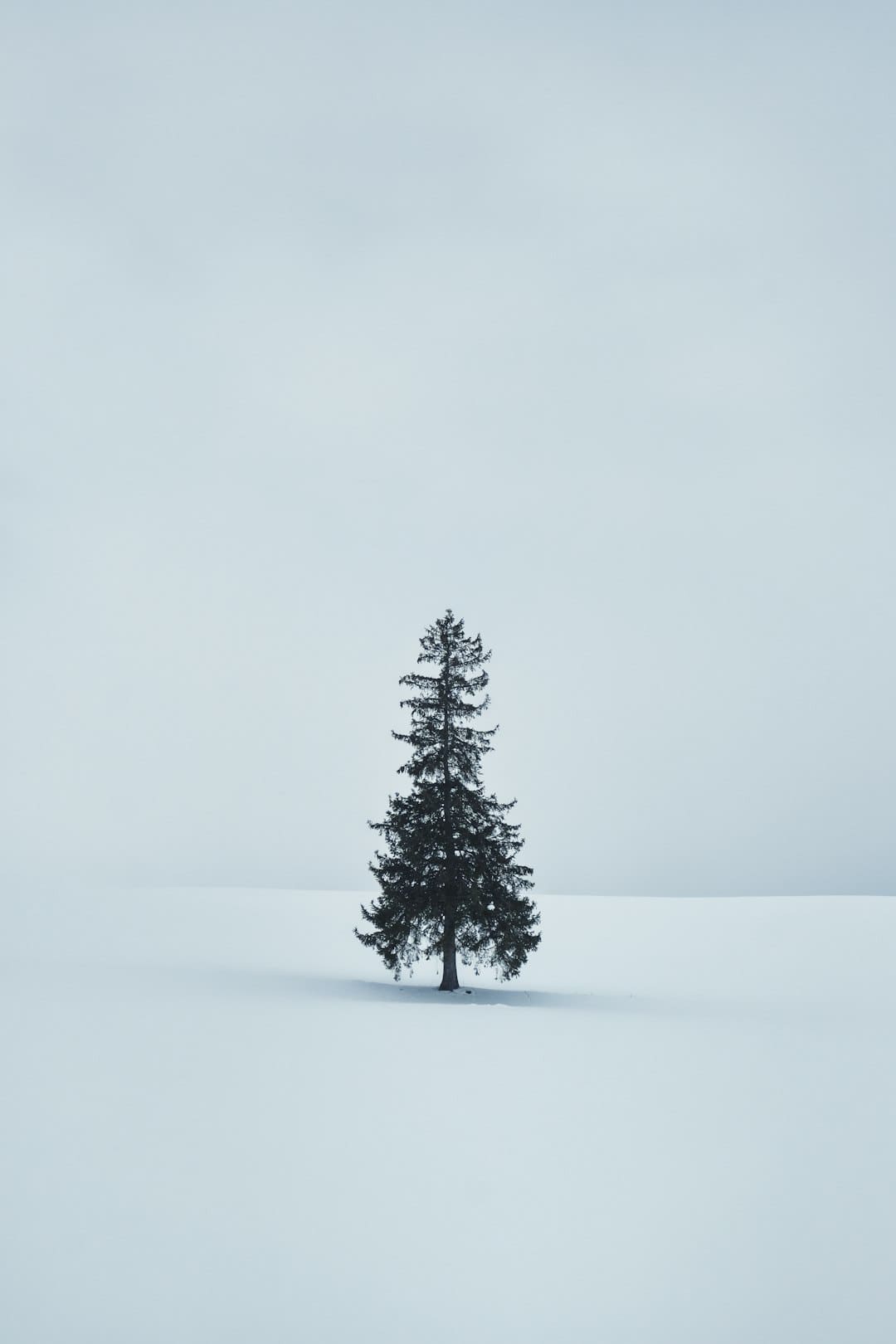 盖尔·加朵回应《白雪公主》票房惨败